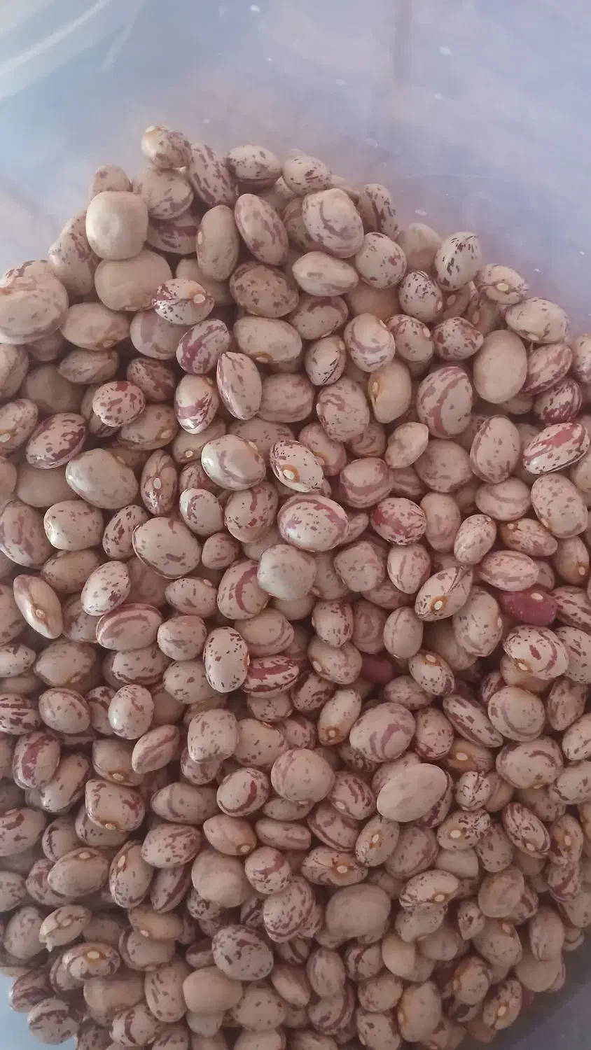 لوبیای قرمز وسفیدوچیتی|عمدهفروشی|رشت, پارک شهر|دیوار