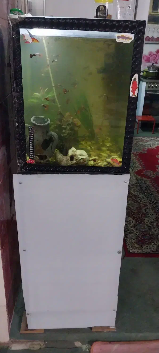 آکواریوم  با ماهی|ماهی|یزد, |دیوار