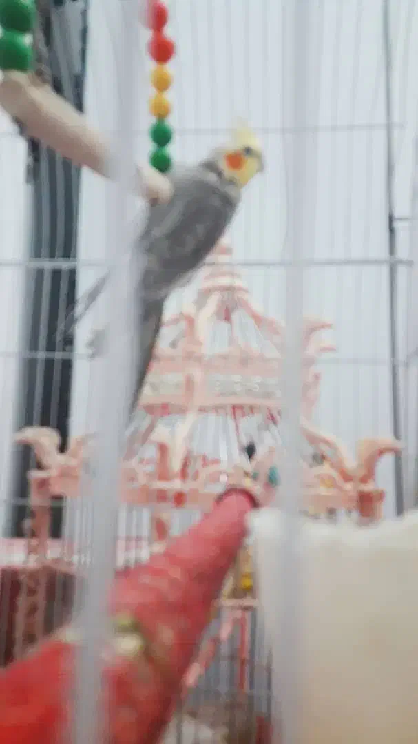 عروس هلندی نر|پرنده|دهلران, |دیوار