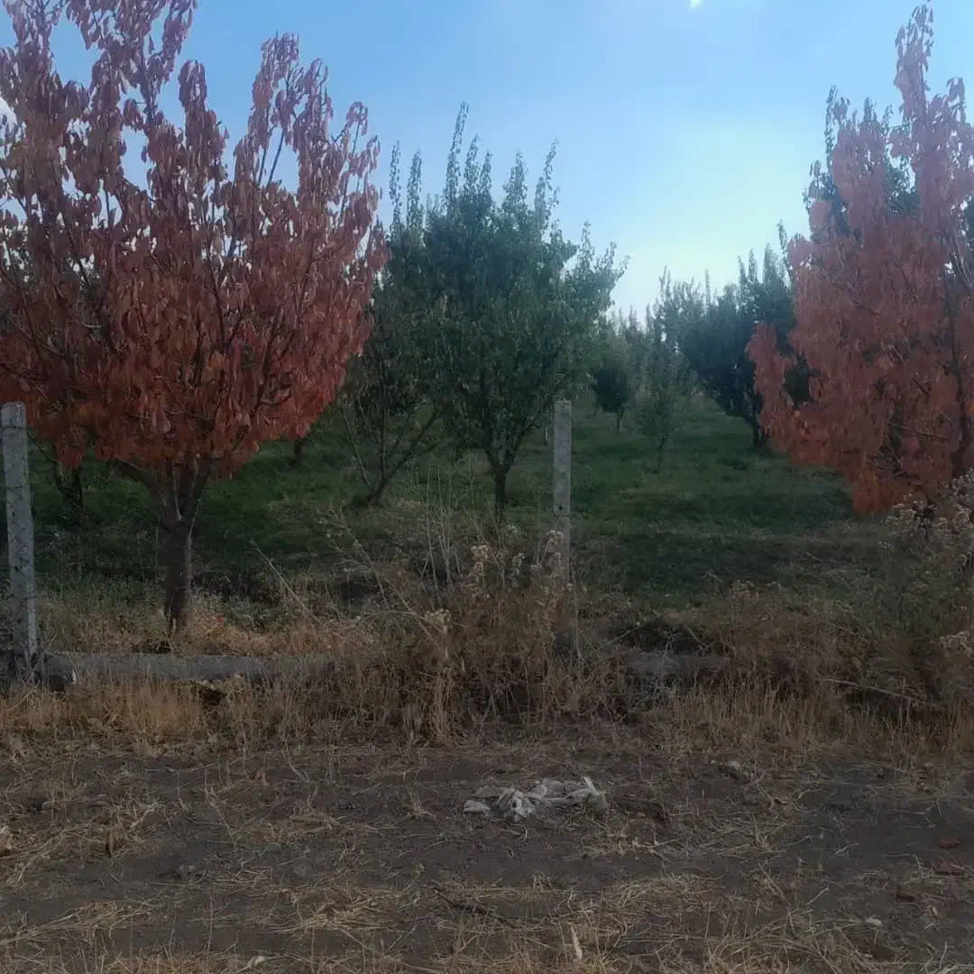 باغ 4 هزار متر شهرستان میانه 3 ساعت آب|فروش زمین و ملک کلنگی|کندوان, |دیوار