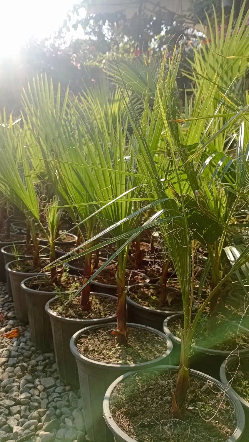 پالم ، یوکا ، یاس هلندی ، بابا آدم ، کاج ابلق|گل و گیاه طبیعی|اطاقور, |دیوار