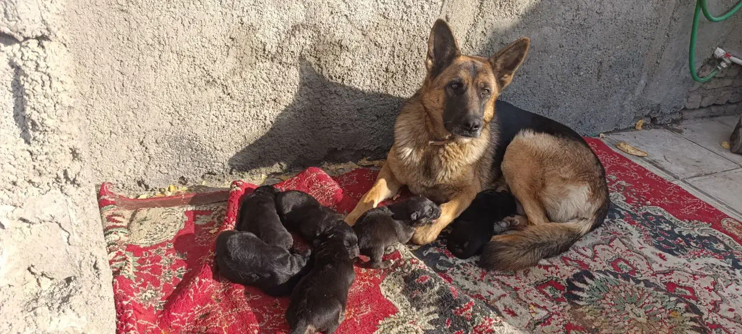 توله سگ ژرمن،پدر مادر وارداتی|سگ|آبیک, |دیوار