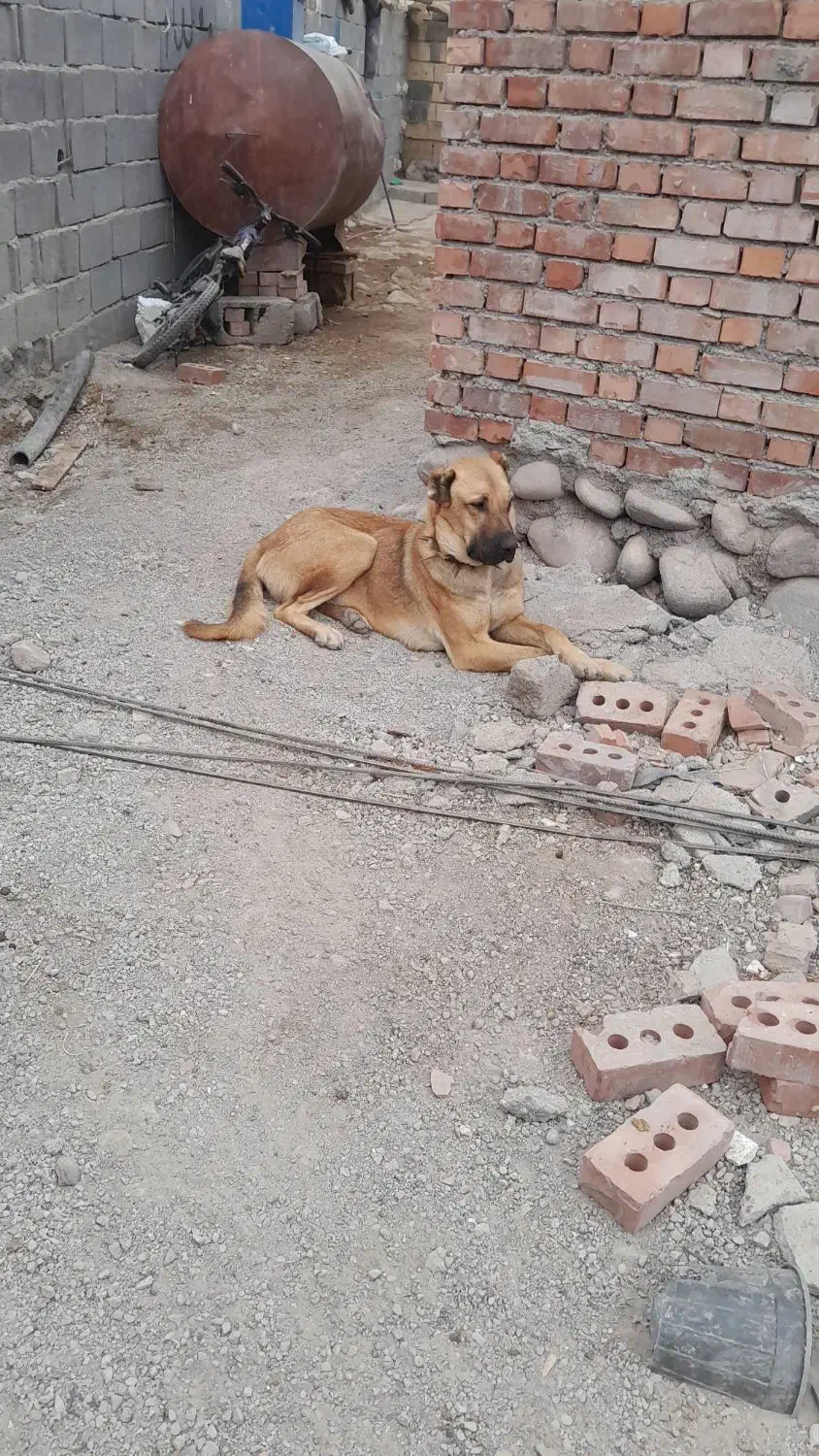 سگ سرابی|سگ|نظر کهریزی, |دیوار