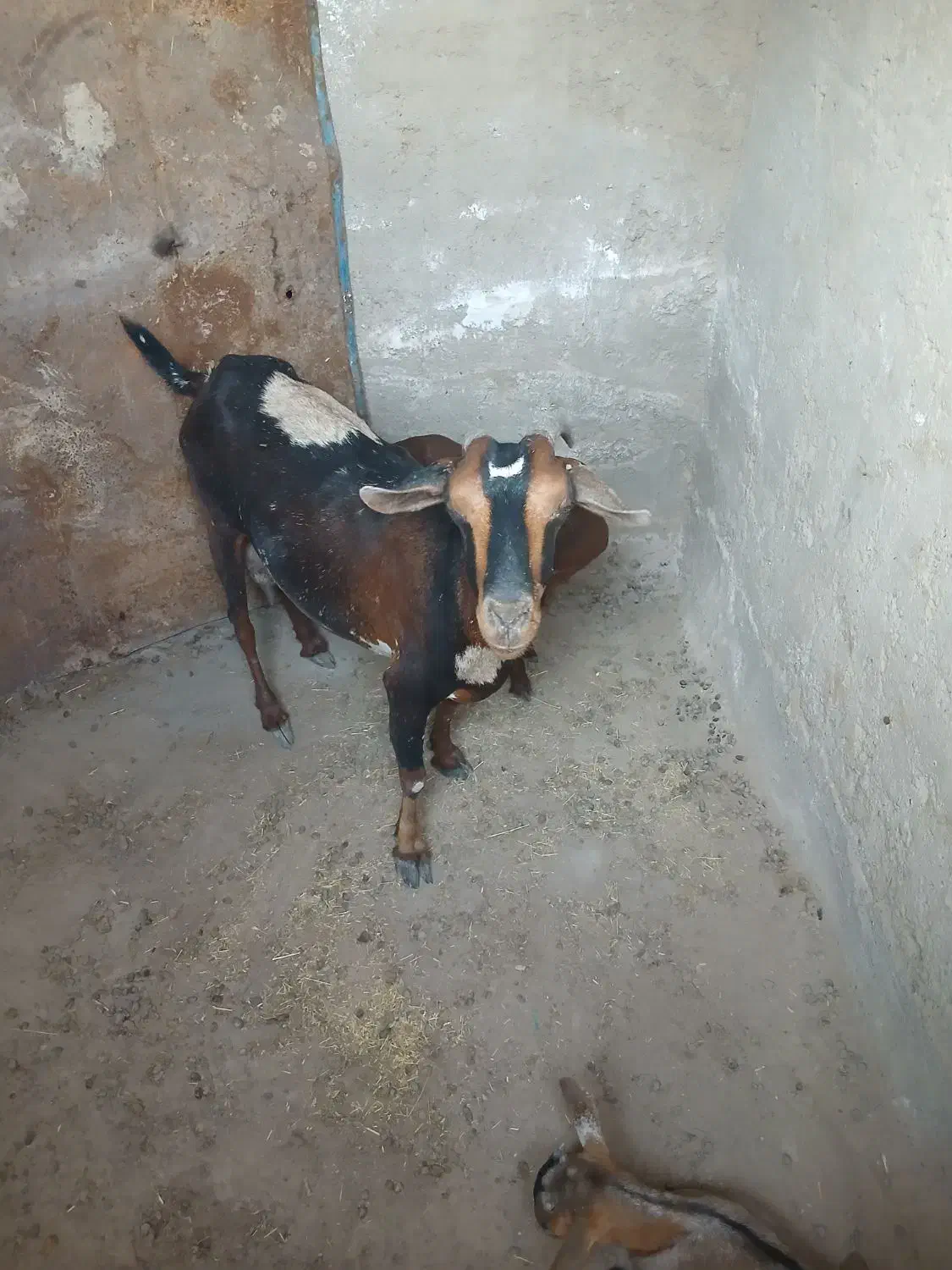 یک عدد بز چینی با دو عدد کهره نر|حیوانات مزرعه|هیرمند, |دیوار