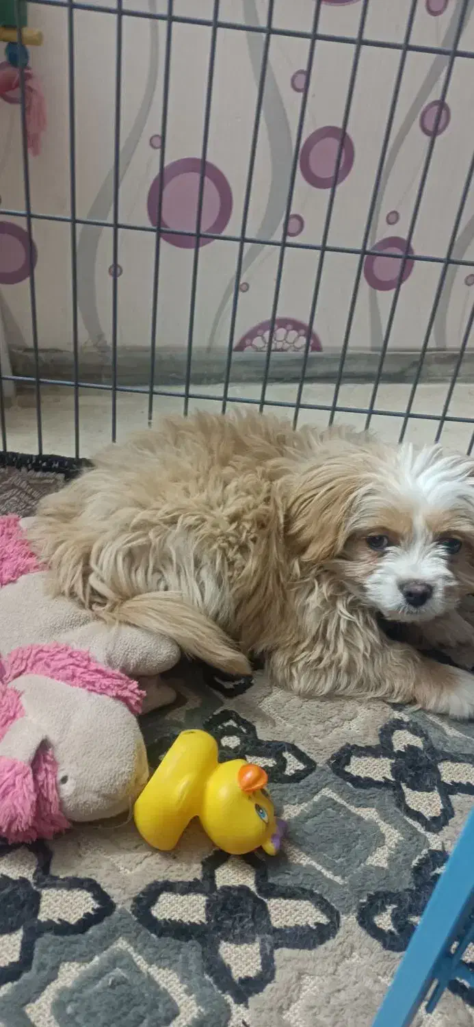 تصویر بالا (توله)|سگ|یزد, |دیوار