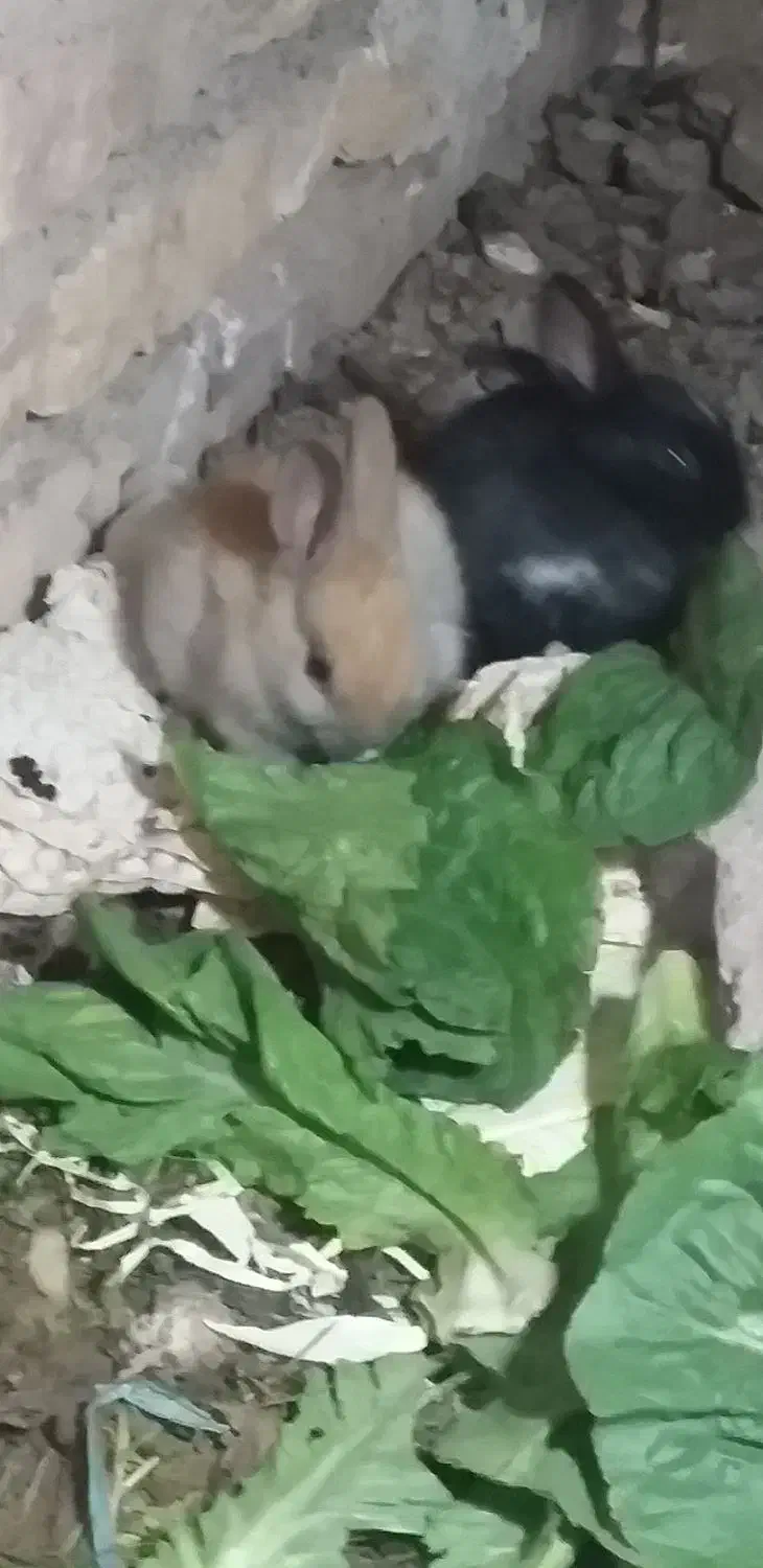 سلام دوتا بچه خرگوش دوماه بفروش می رسد|موش و خرگوش|تبریز, |دیوار