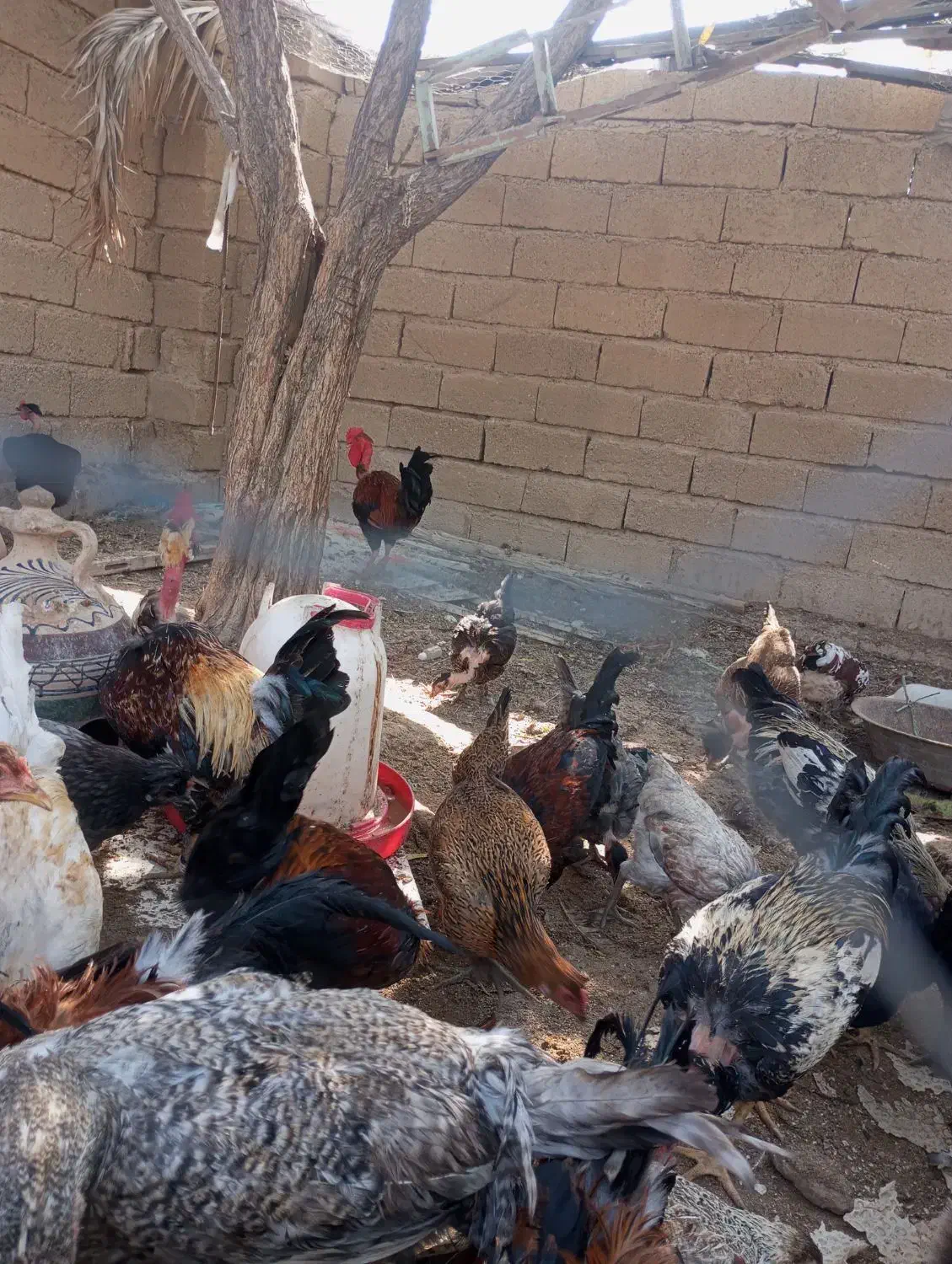 مرغ وخروس|حیوانات مزرعه|ریگ, |دیوار