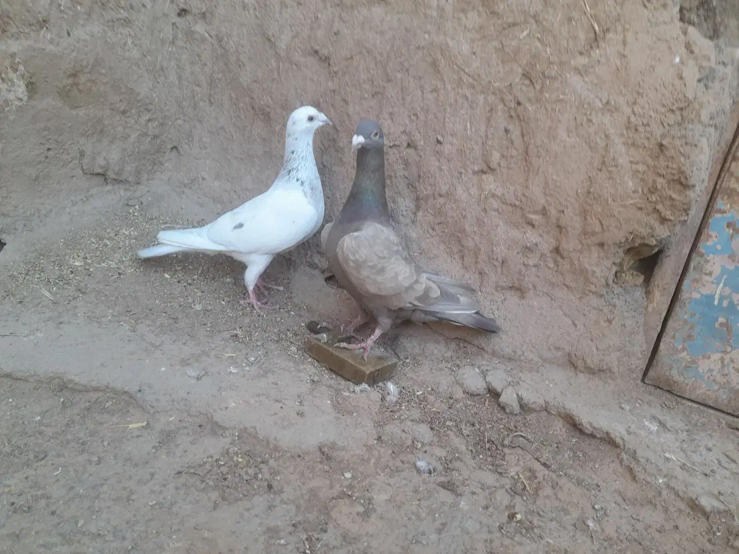 کفتر ماده|پرنده|نیشابور, مازول|دیوار