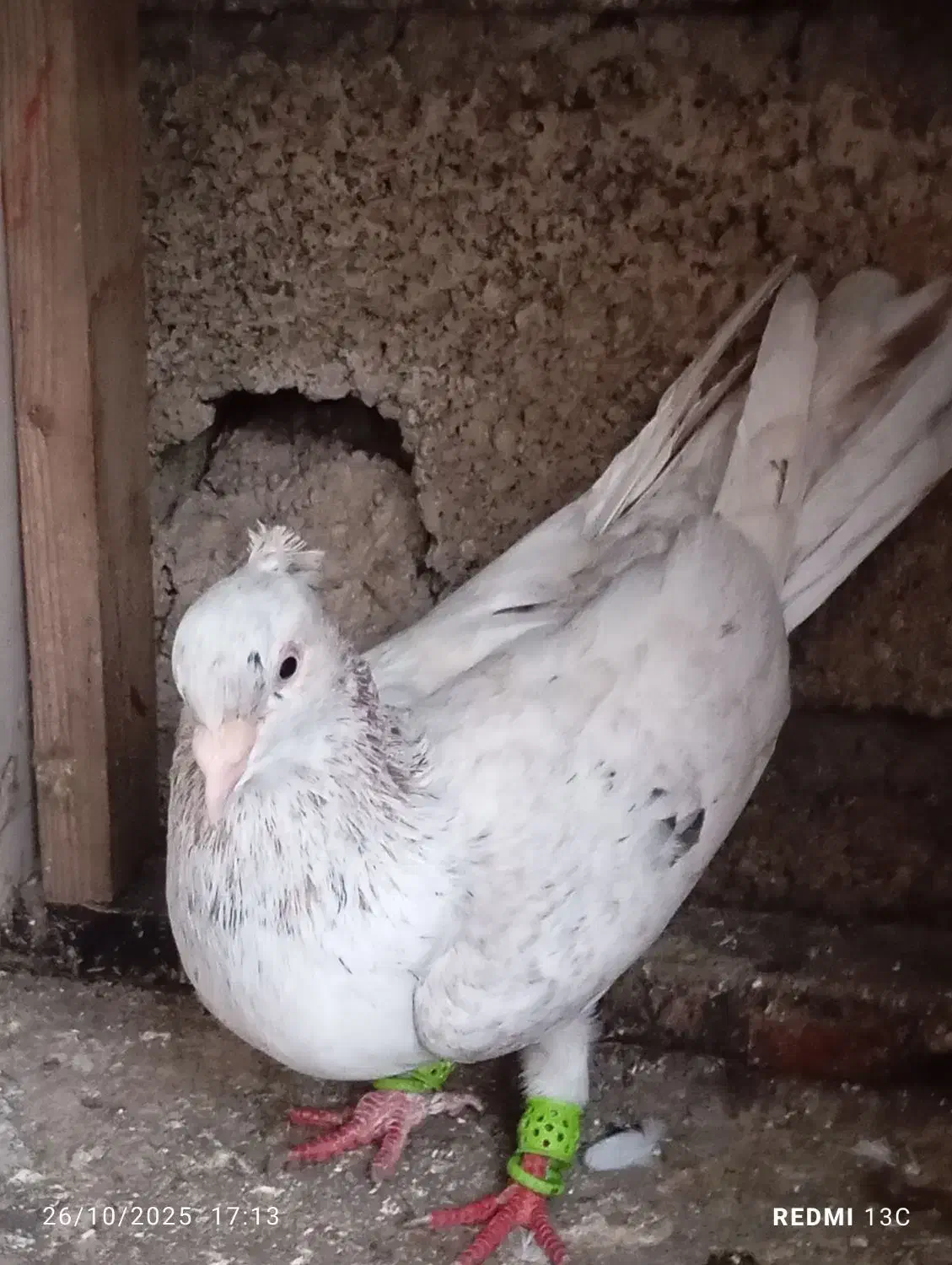 کبوتر سرور|پرنده|آستانه اشرفیه, |دیوار