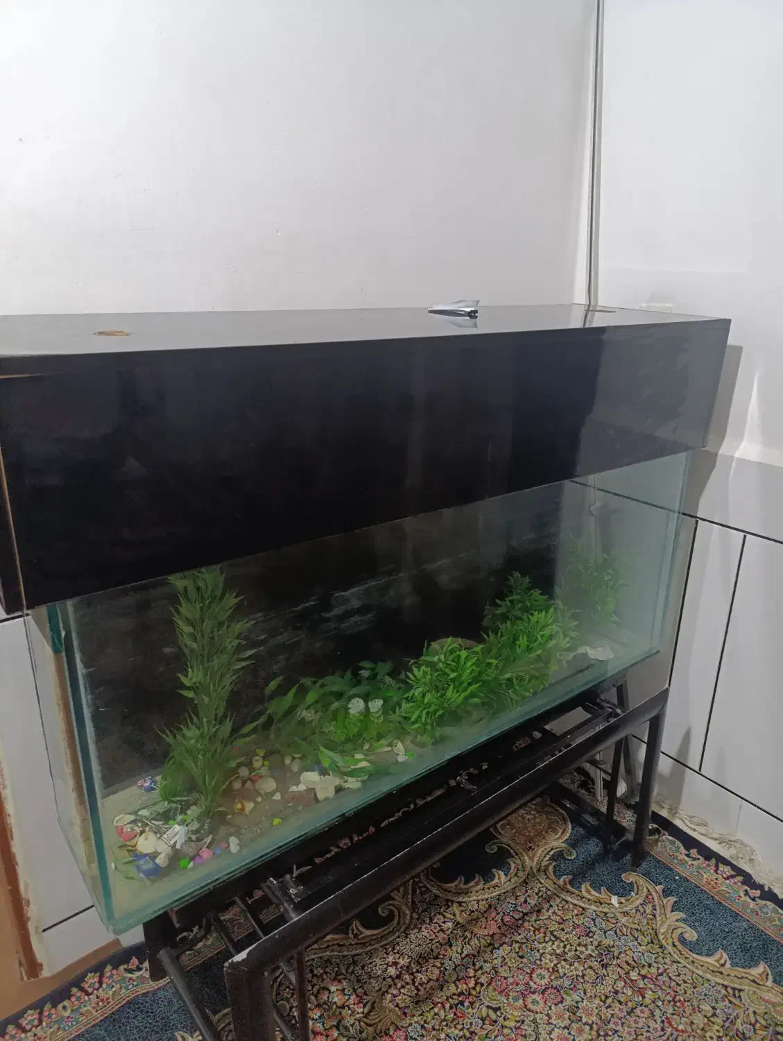 اکواریوم|ماهی|اندیمشک, |دیوار