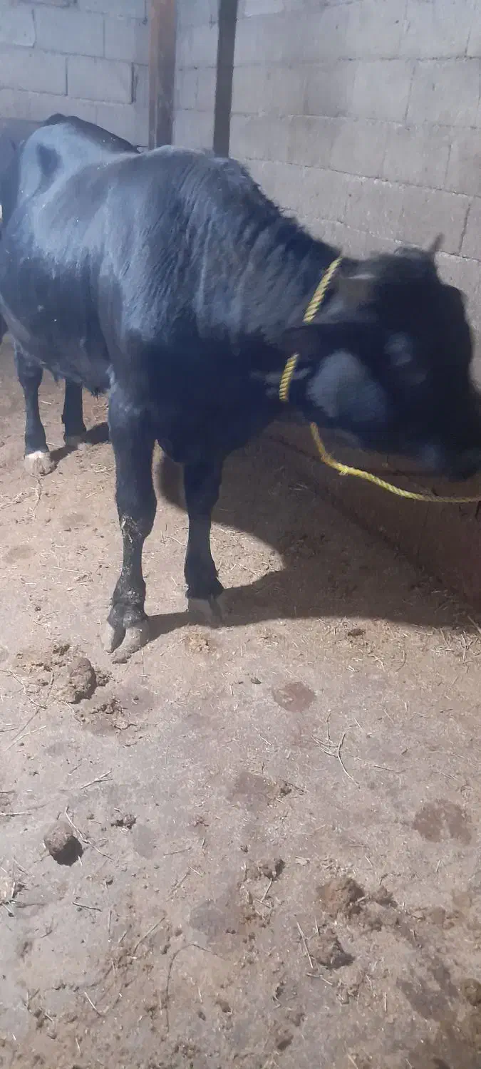 کل محلی گاو نر لیشه گاو|حیوانات مزرعه|رشت, خمیران زاهدان|دیوار