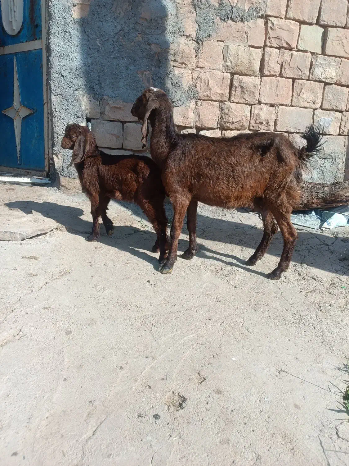 بزنژدی|حیوانات مزرعه|مسجد سلیمان, |دیوار