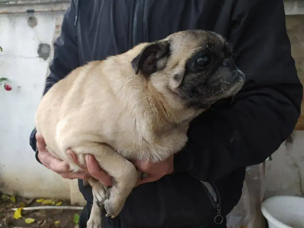 پاگ زیبا وخاص|سگ|بابل, |دیوار