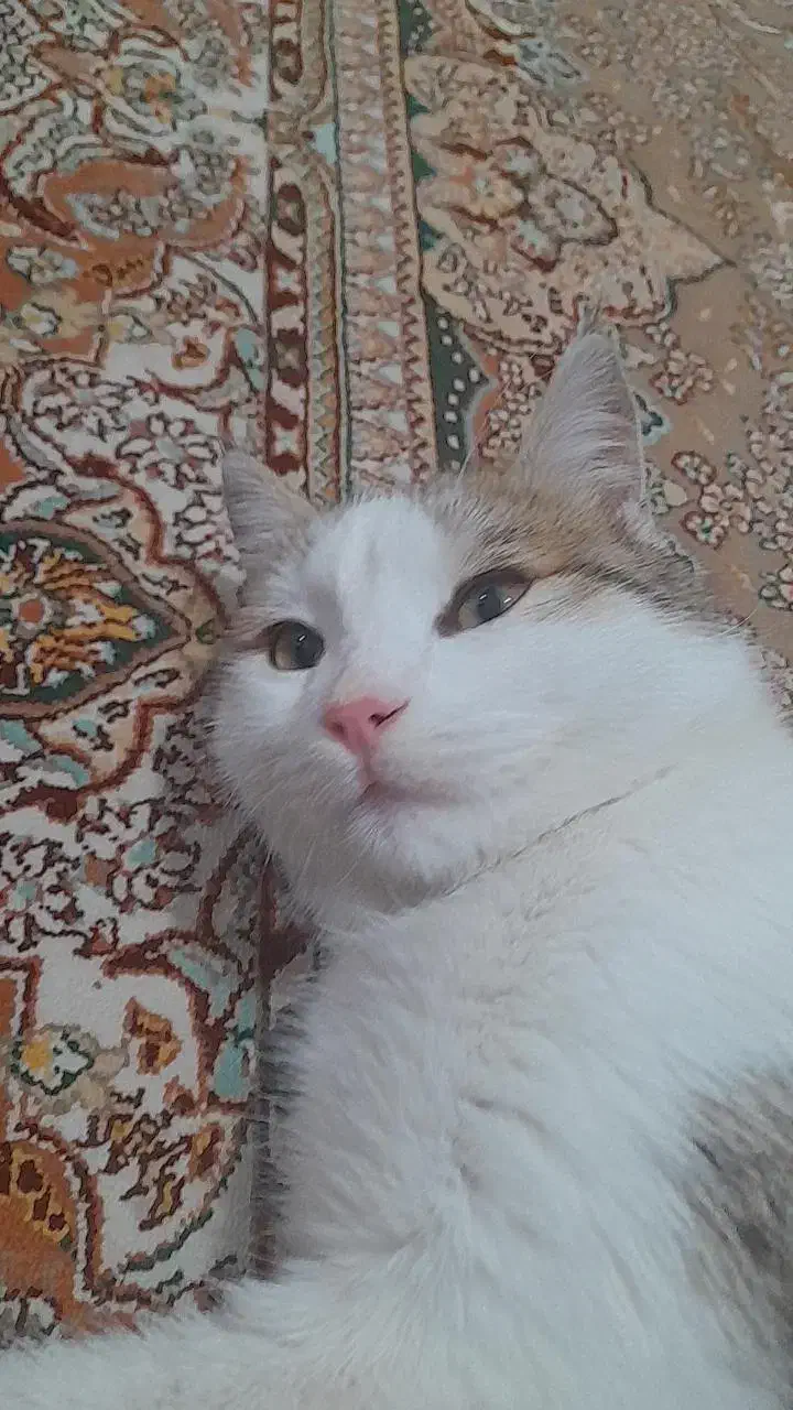 گربه نر dsh|گربه|رودهن, |دیوار