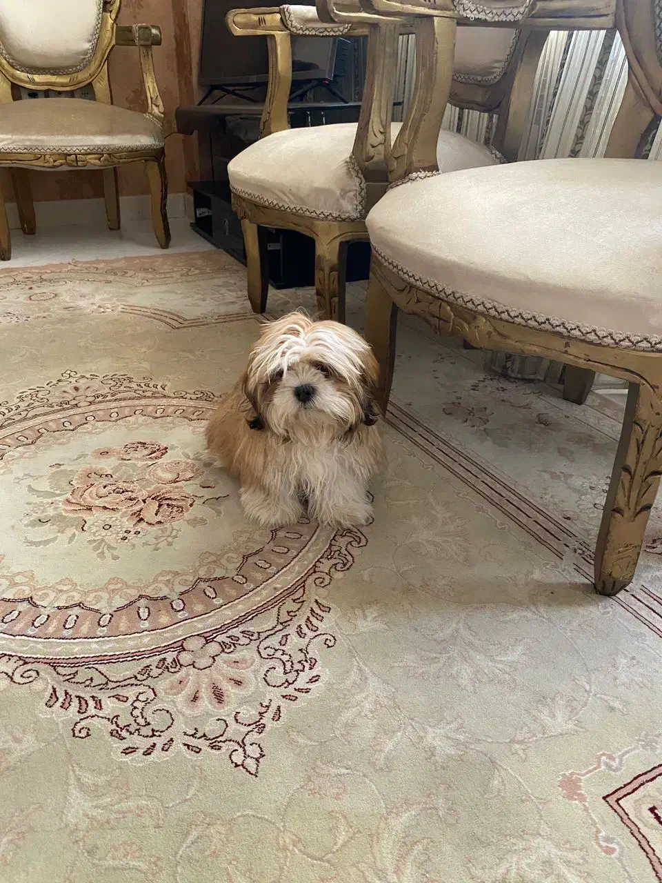 واگذاری سگ شیتزو ۱۰ ماهه|سگ|سهند, |دیوار