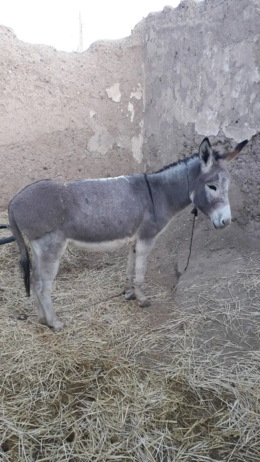 الاغ گوسفند تندرو|حیوانات مزرعه|میانه, |دیوار