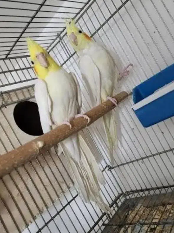 عروس هلندی نر و ماده|پرنده|مبارکه, |دیوار