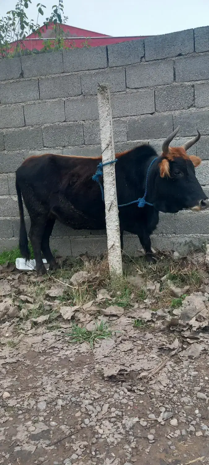 کاو چالوسی ۸ ماه شکم با برگه معاینه فروشی|حیوانات مزرعه|سنگر, |دیوار