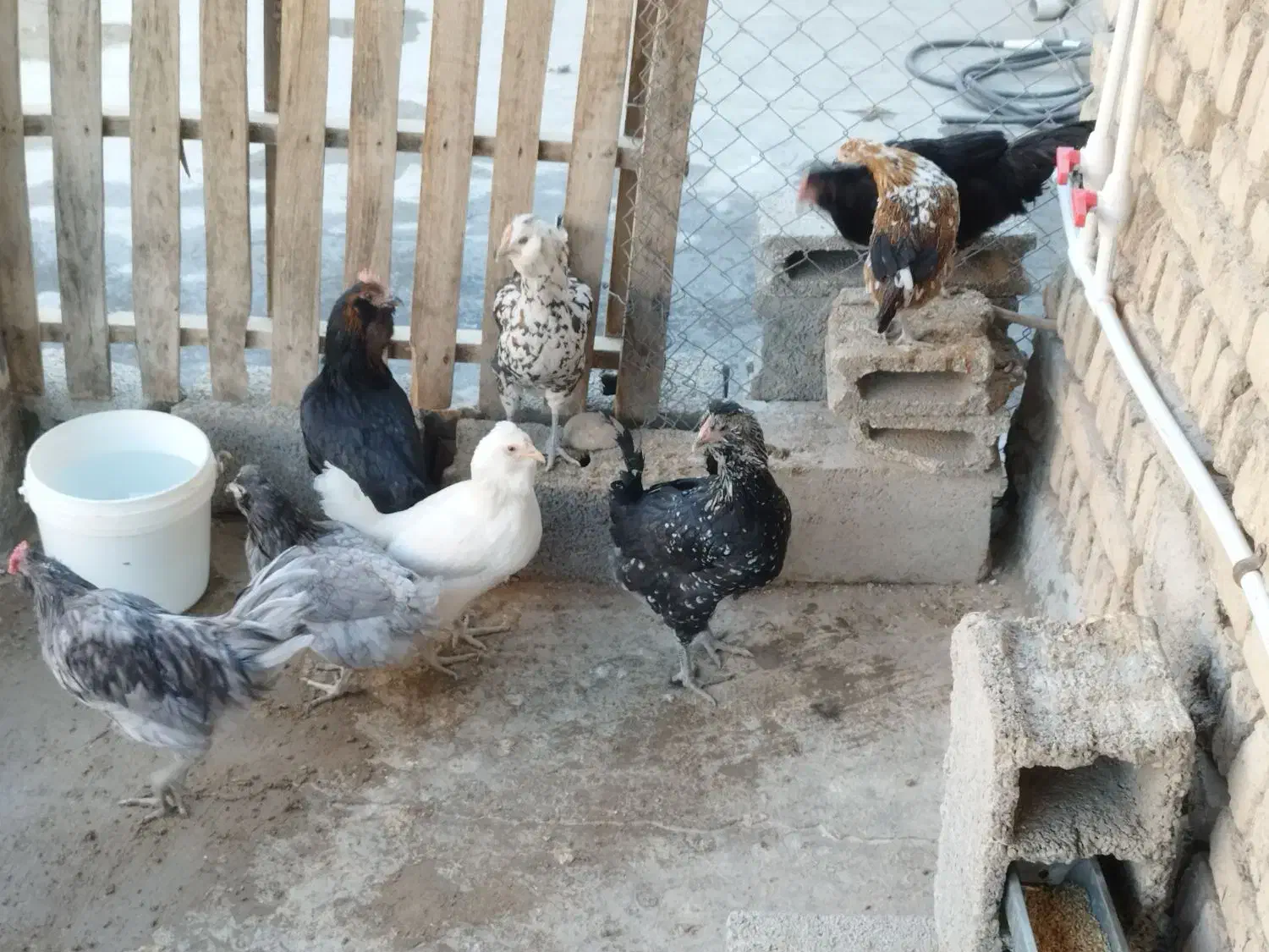 ۶ عدد مرغ گلین تخم کن ۲ عدد خروس گلین|حیوانات مزرعه|وحیدیه, |دیوار