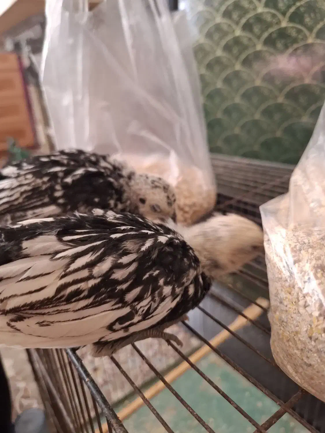 دوتا جوجه سبرایت|حیوانات مزرعه|اردکان, |دیوار