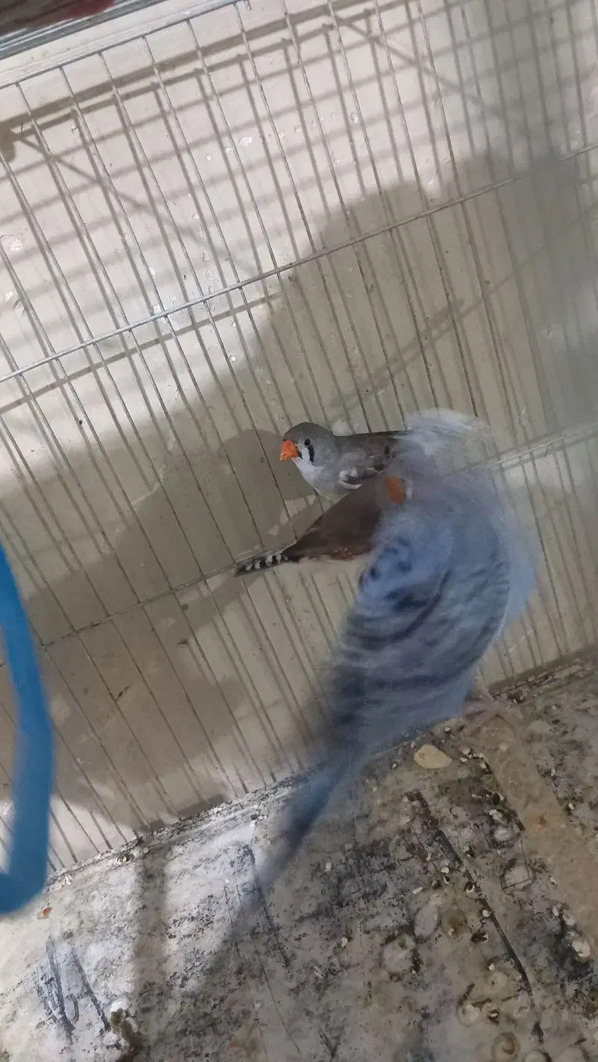 فنج کینگ یک جفت|پرنده|بندر ماهشهر, |دیوار