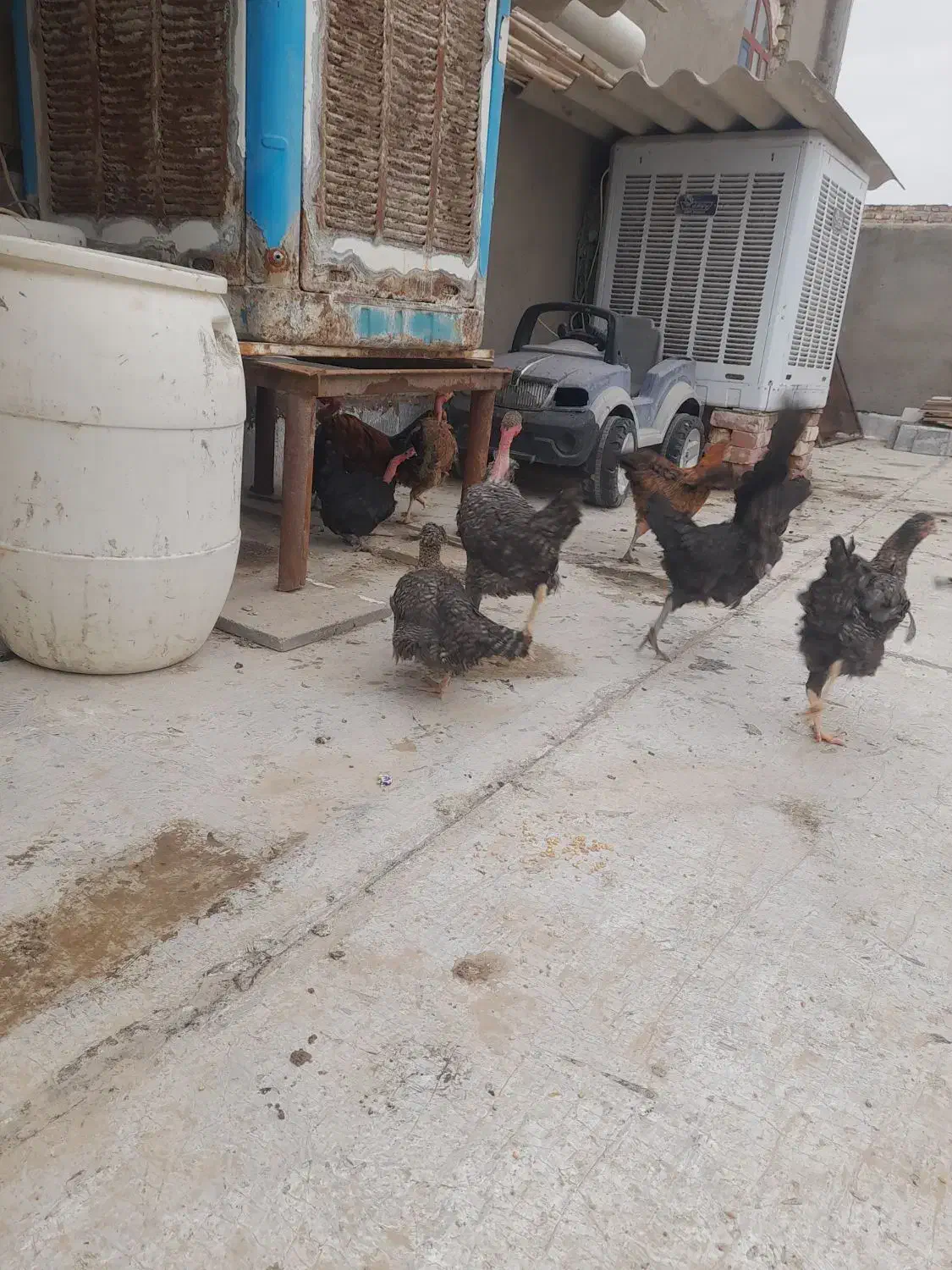 جوجه محلی|حیوانات مزرعه|نیمروز, |دیوار