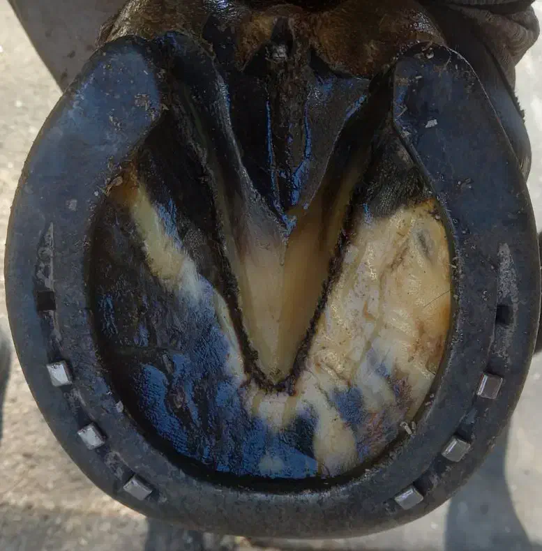 نعل بندی(داغ)و سرد|اسب و تجهیزات اسب‌سواری|مشهد, وکیل‌آباد|دیوار