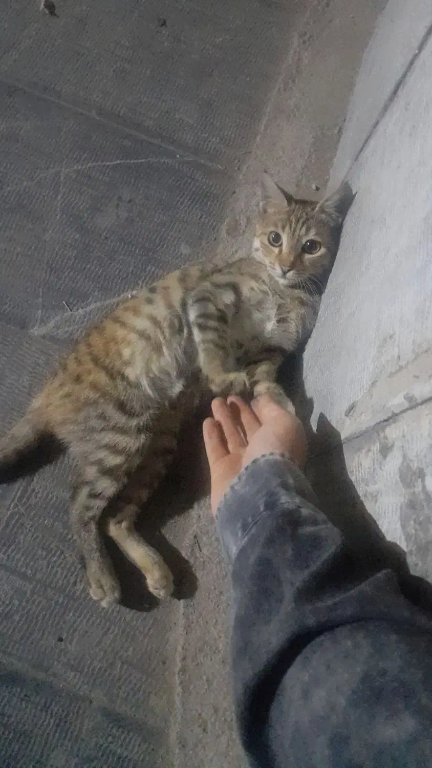 گربه گمشده|حیوانات|تهران, خرمشهر|دیوار