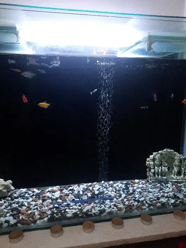 اکواریوم|ماهی|فردیس, ثابتی|دیوار