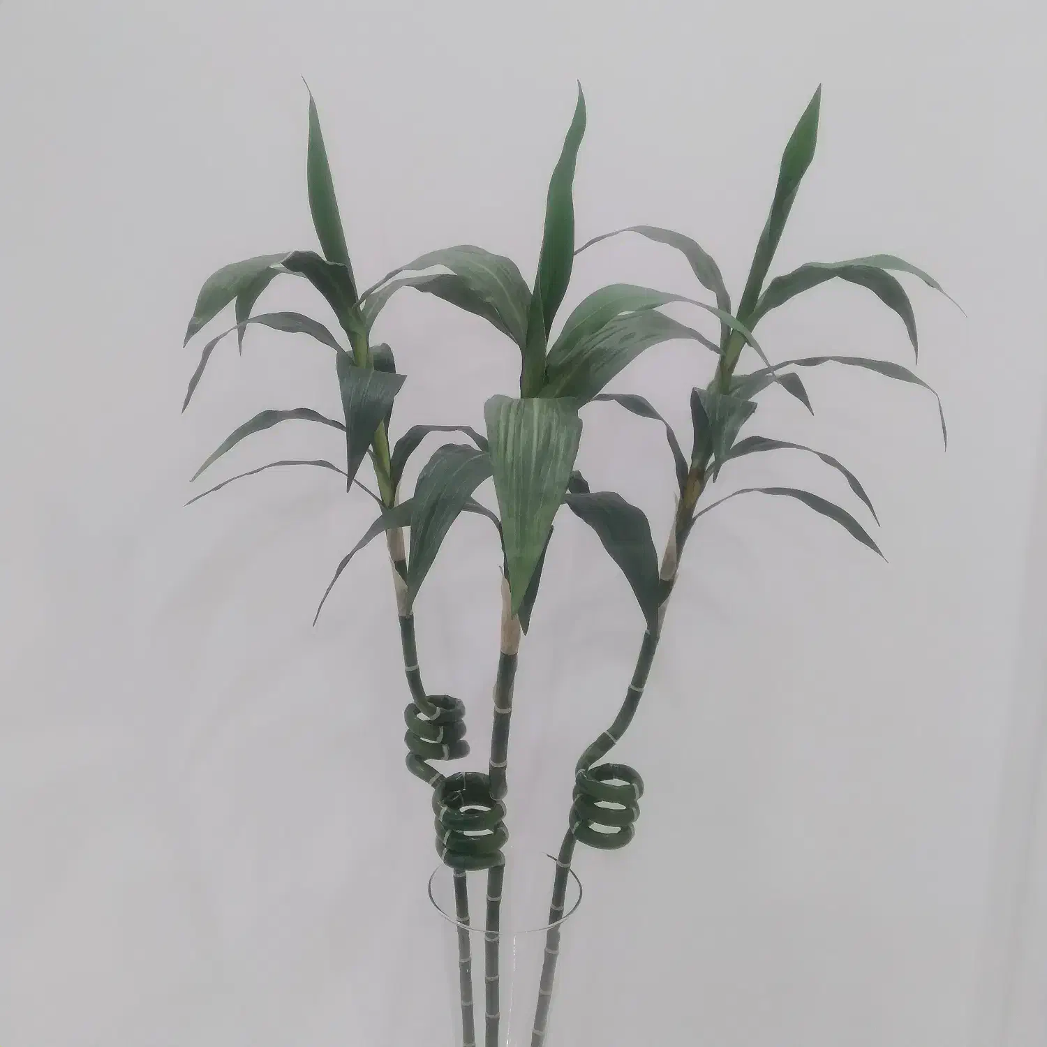 سه عددشاخه بامبوبهمراه گلدان شیشه ای|گل مصنوعی|رشت, حمیدیان|دیوار