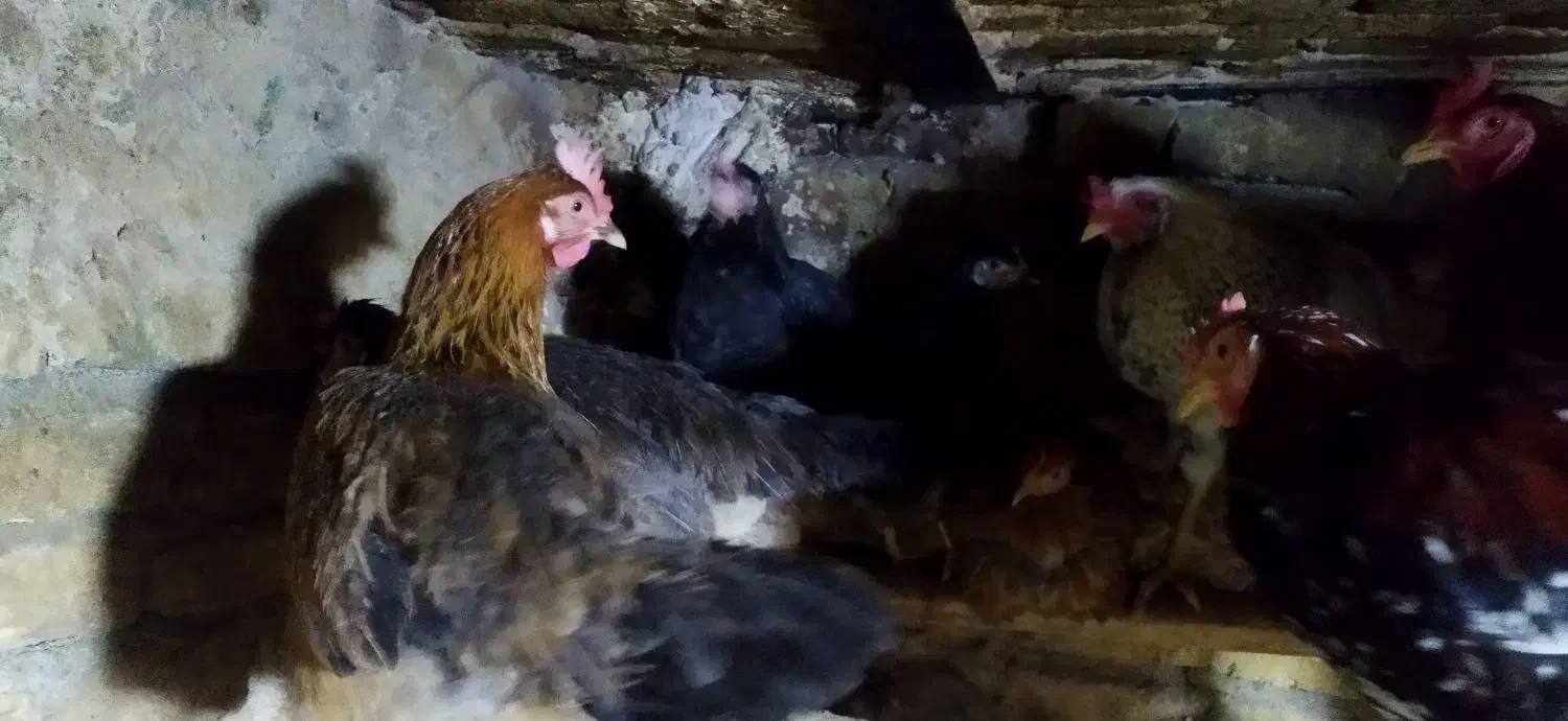 مرغ و خروس کوردی|حیوانات مزرعه|جوانرود, |دیوار