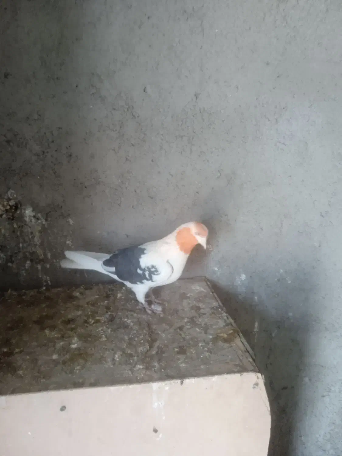 کفتر جوحه کشی|پرنده|پاکدشت, پاکدشت (مامازند)|دیوار