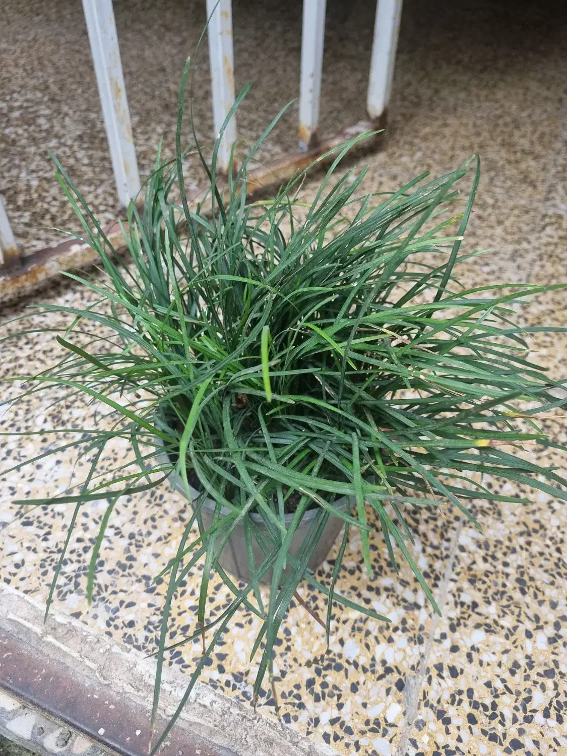 آگروس طلایی و سبز به همراه یال اسبی|گل و گیاه طبیعی|لنگرود, |دیوار