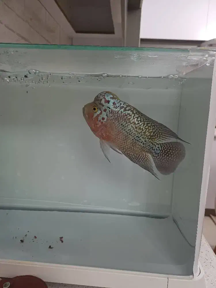 ماهی فلاور کامفامولتی کالر|ماهی|کرج, گوهردشت|دیوار