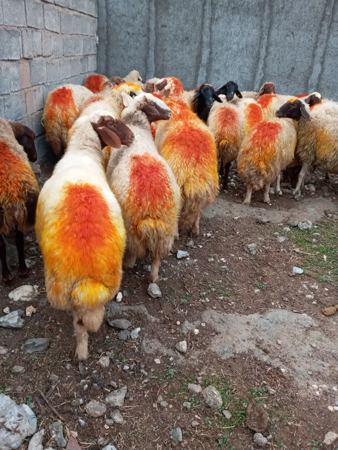 گوسفند آبستن|حیوانات مزرعه|مهران (ایلام), |دیوار