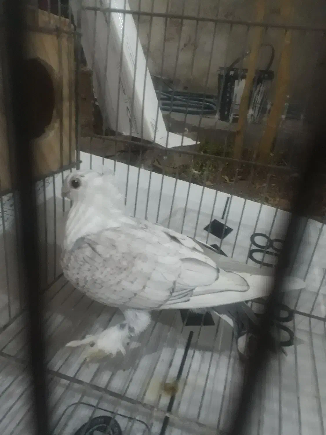 کبوتر|پرنده|جهرم, |دیوار