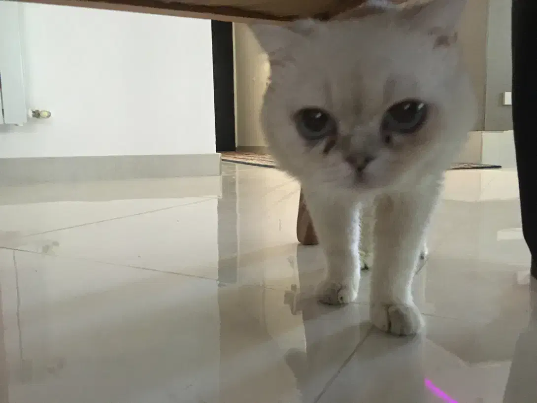 گربه|گربه|قروه, |دیوار