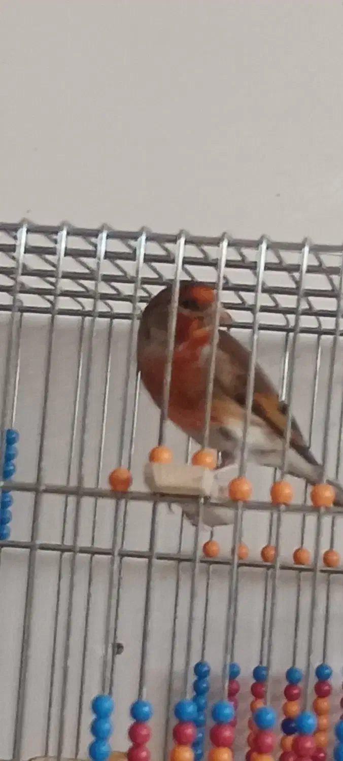 سهره قناری لربخون|پرنده|مشهد, چهارباغ|دیوار