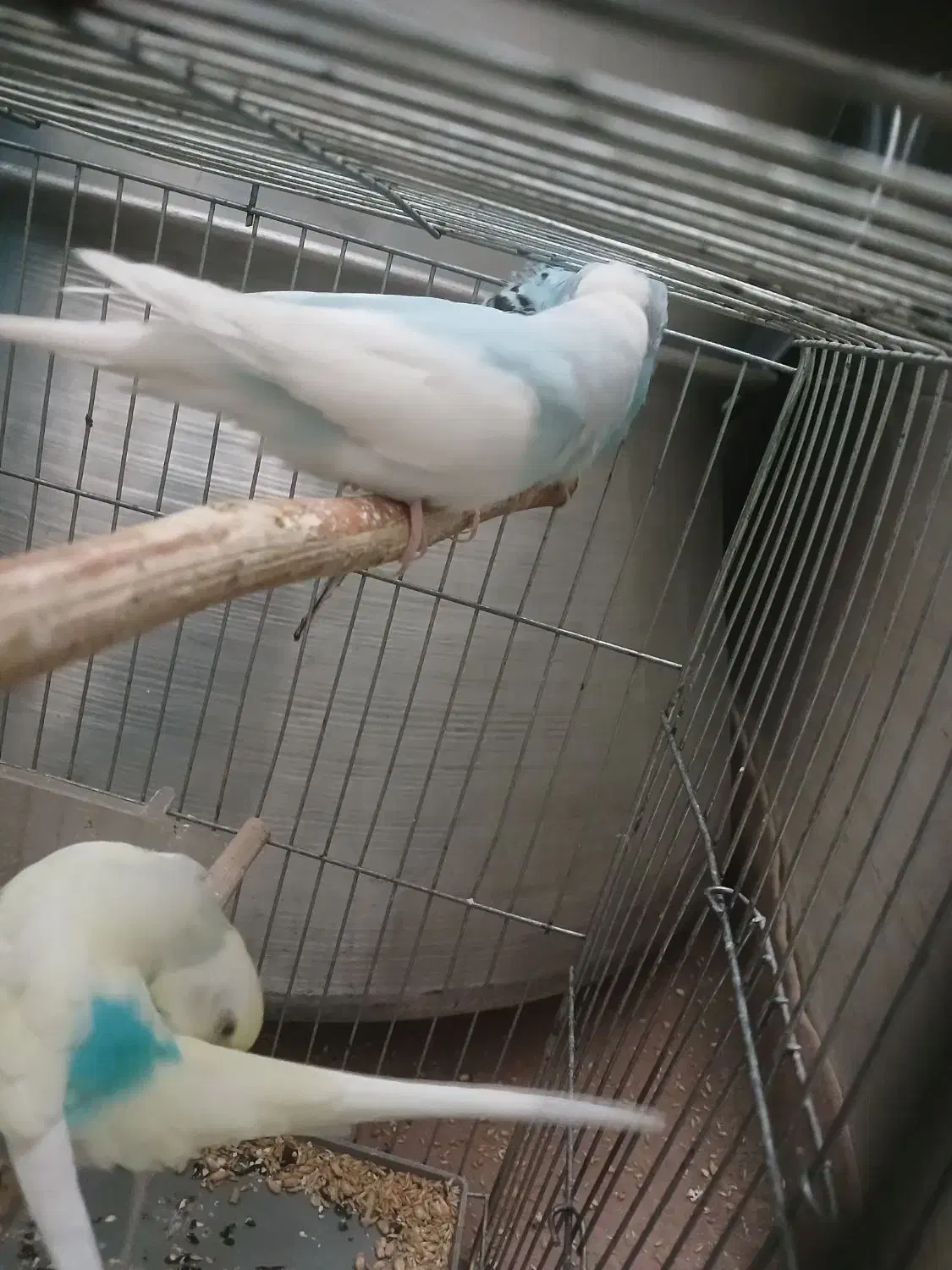 مرغ.عشق جفت سالم سالم|پرنده|هشتگرد, شهرک راه آهن|دیوار