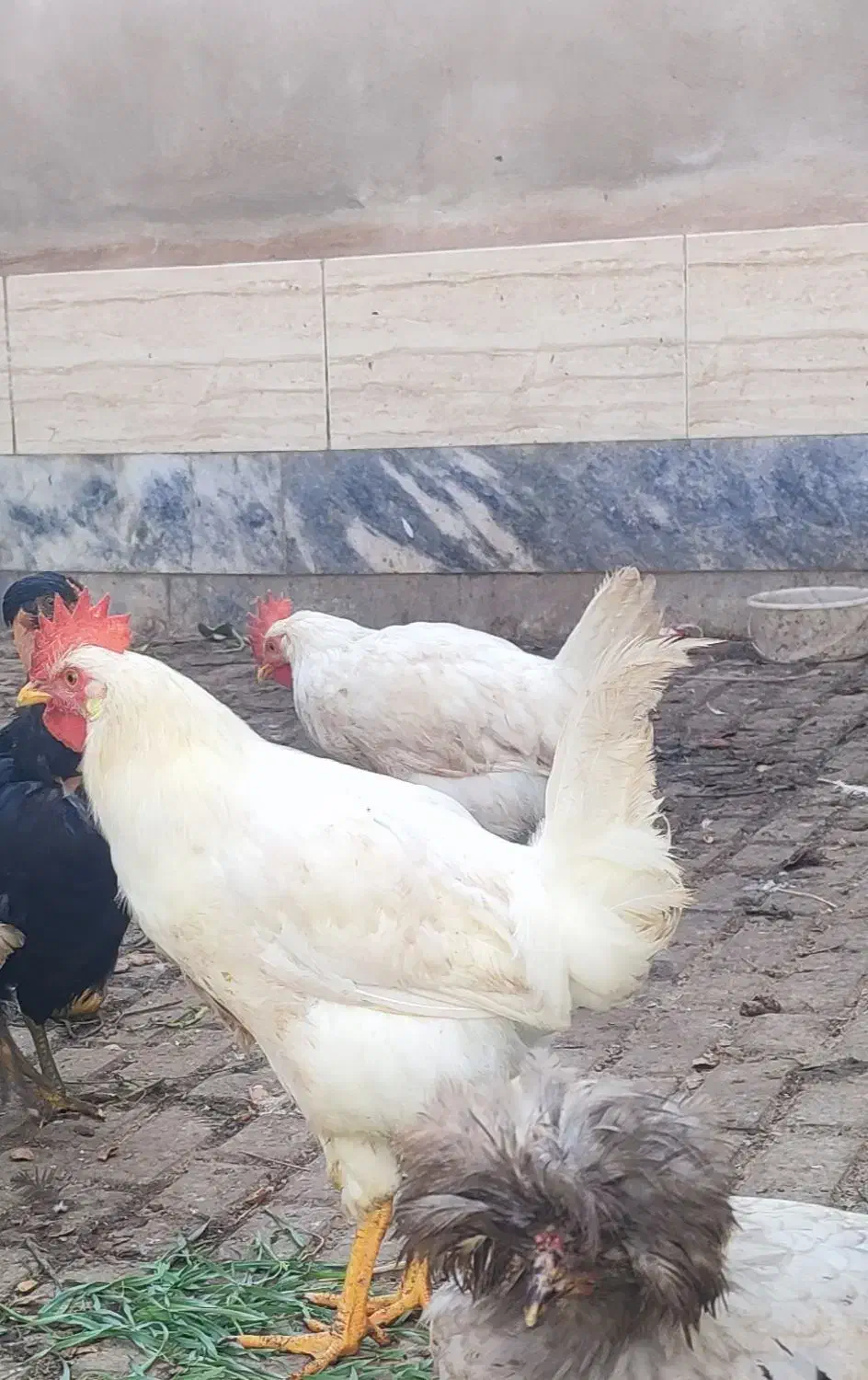 خروس|حیوانات مزرعه|گناباد, |دیوار