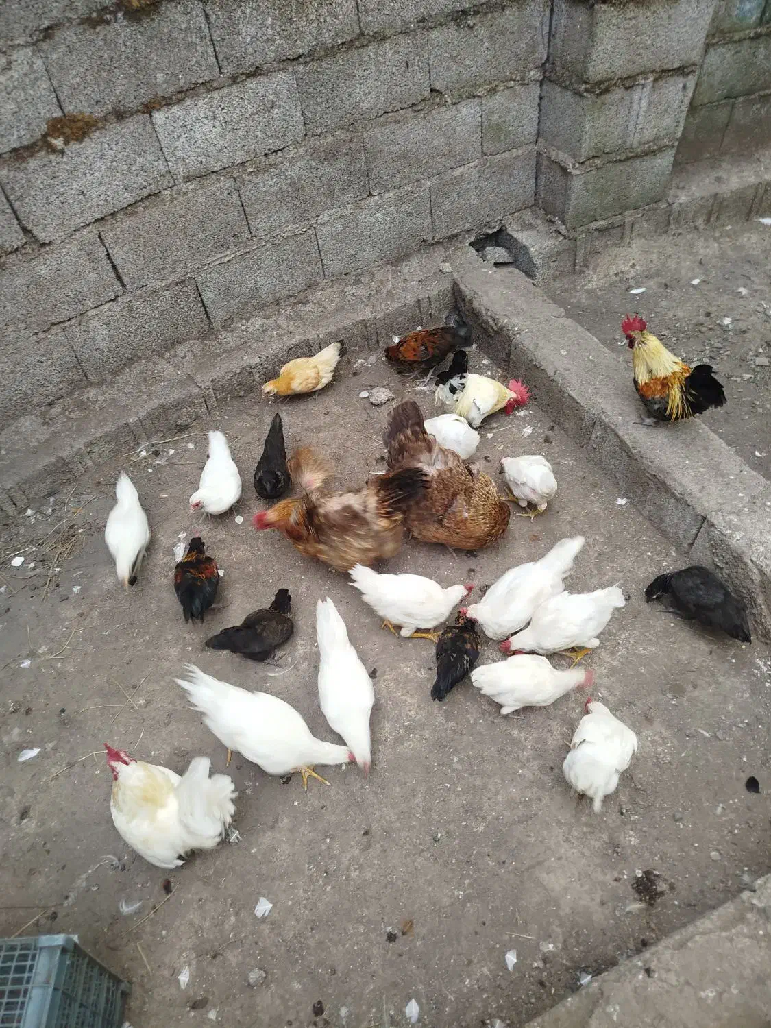 فروش تعدادی غاز و مرغ و خروس|حیوانات مزرعه|پره‌سر, |دیوار