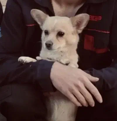 سگ شیواوا|سگ|اسلام‌‌آباد غرب, |دیوار