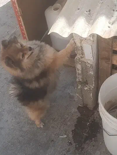 پامرین خرسی|سگ|وحیدیه, |دیوار