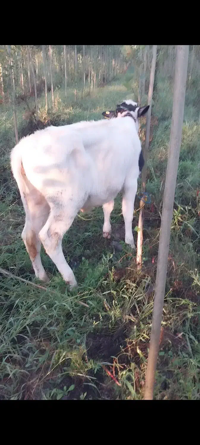 گاو شیری حامله با گوساله ماده|حیوانات مزرعه|اسلام آباد, |دیوار