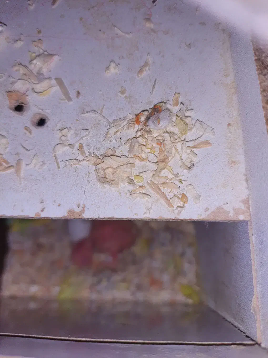 طوطی برزیلی|پرنده|بندر امام خمینی, |دیوار