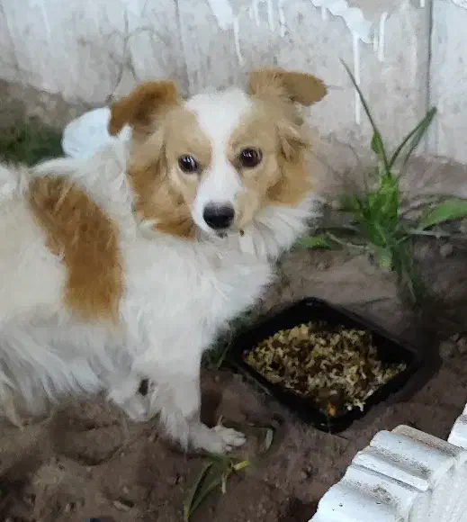 سگ پا کوتاه|سگ|رفسنجان, |دیوار