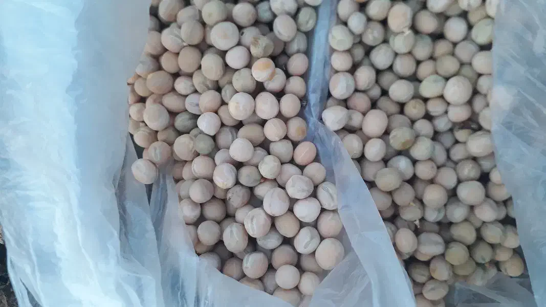 نخود فرنگی بذری|عمده‌فروشی|لاهیجان, گلستان|دیوار