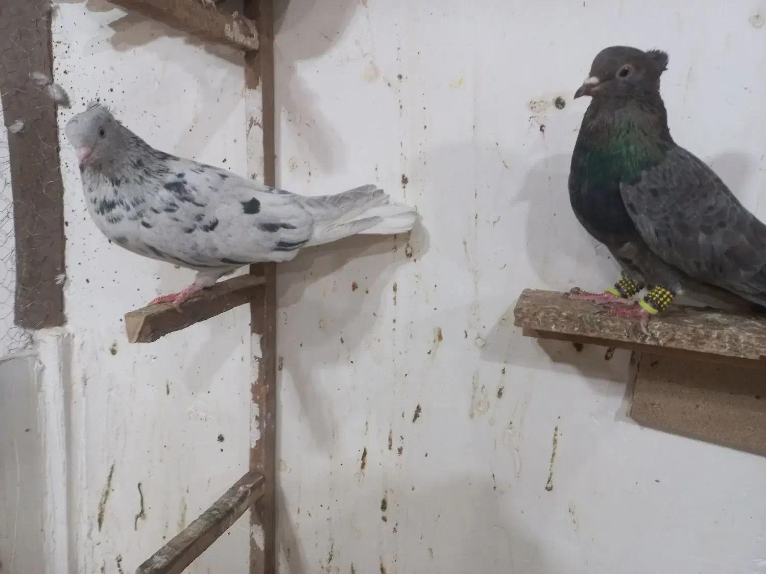 کبوتر دم سفید|پرنده|سبزوار, هویزه|دیوار