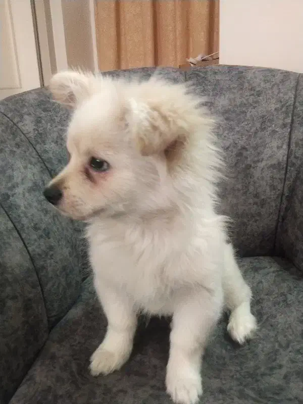 پامر ۴ماهه|سگ|اصفهان, سیچان|دیوار