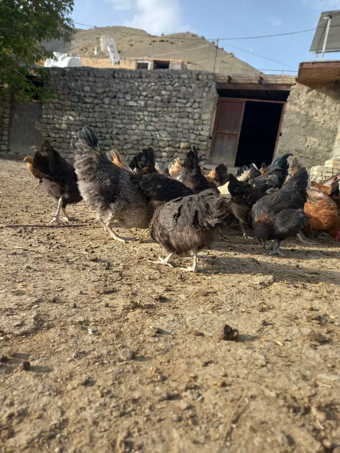 مرغ|حیوانات مزرعه|شیروان (خراسان), |دیوار